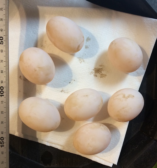 20190728 GG　2クラッチ目洗浄後の卵CUT500