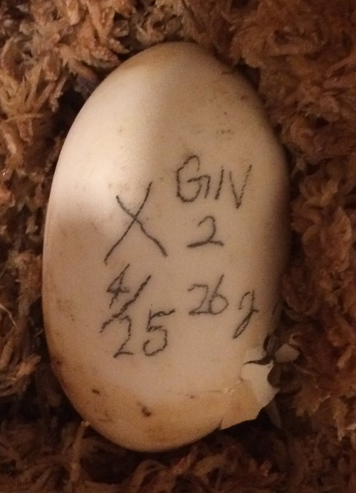 GNⅠ－②（孵化開始124日目）CUT500