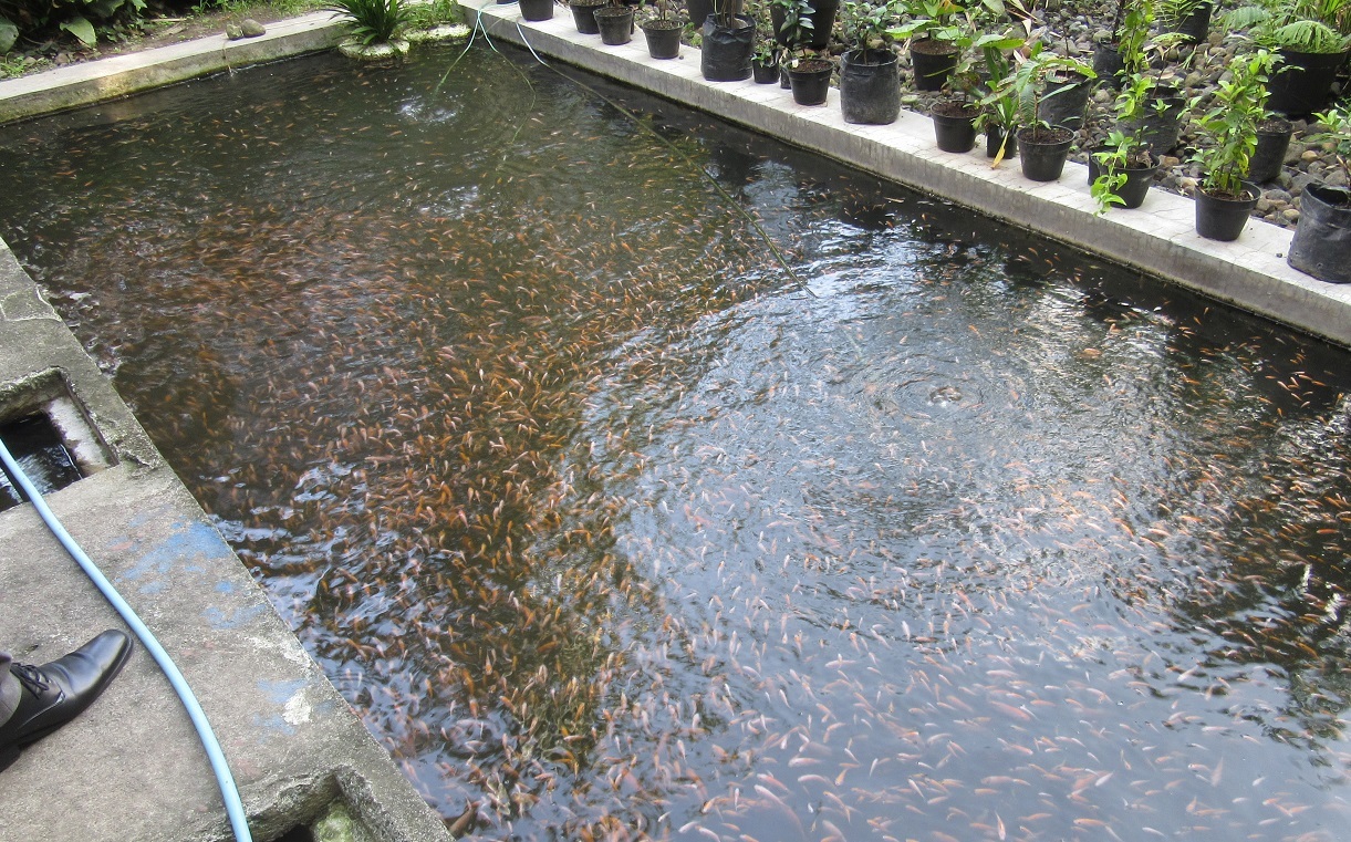処理水で魚を飼う(メンディロ地区)