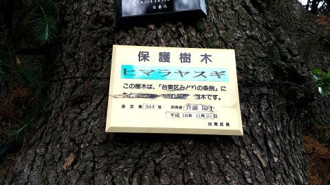 保護樹木 ヒマラヤスギ この樹木は、「台東区みどりの条例」に・・・読めねぇーッ！