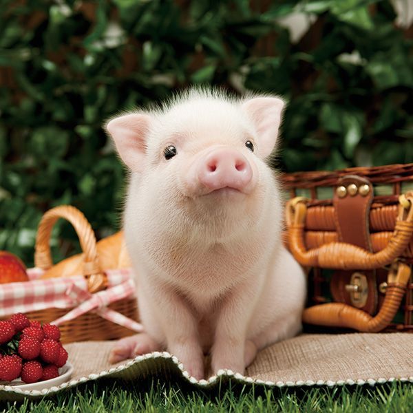 b1b4f30b0c95e1fa349f65ab2d4fee20--cute-baby-pigs-cute-piglets.jpg