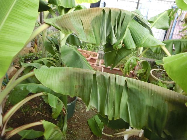 19年 秋 越冬用の鉢上げバナナ 天気予報はずれで葉が垂れる バナナんぼの半農半エックスな生活