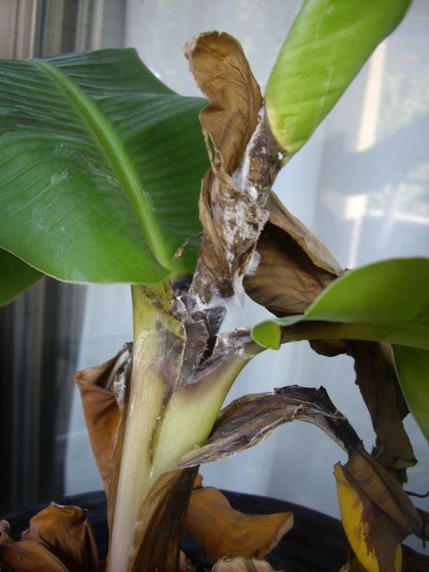 超矮性バナナの育成状況 バナナんぼの半農半エックスな生活