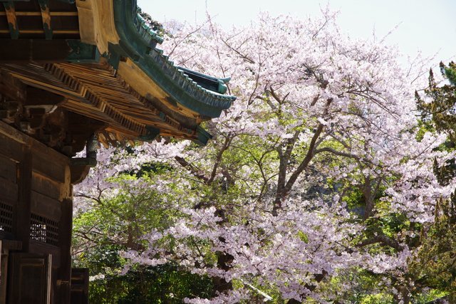 建長寺の法堂と桜