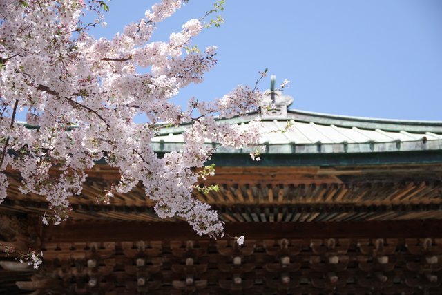 建長寺の法堂と桜