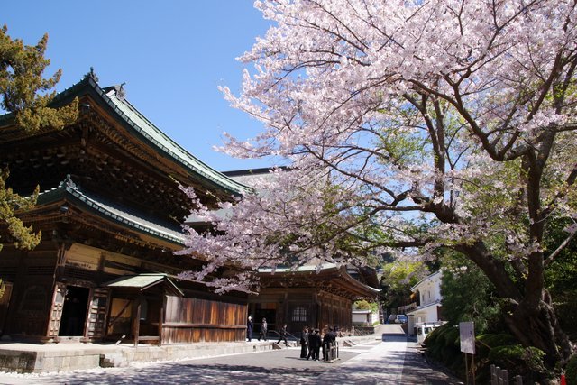 建長寺の仏殿横の桜