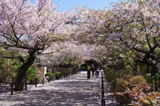建長寺の桜並木