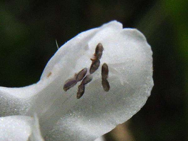 ウツボグサ（白花）