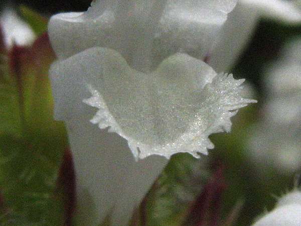 ウツボグサ（白花）