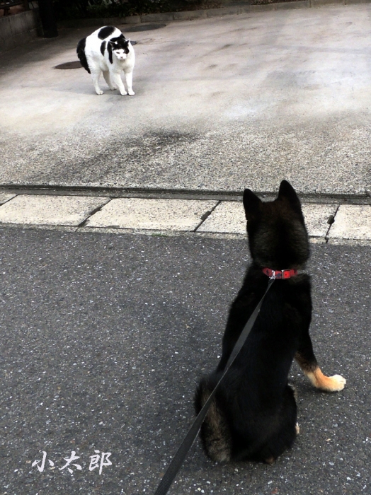 03.28小太郎ｖｓ猫