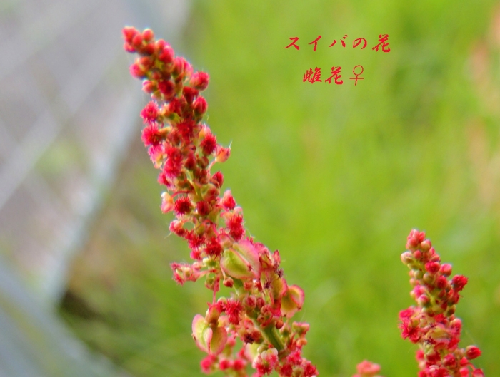 05.09スイバの花