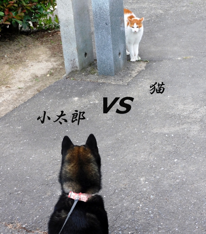 06.14小太郎vs猫