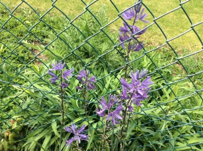 この名前を知らない紫の花は チューリップが終わるころに咲いて、 花の少なくなった庭をちょっと華やかにしてくれます。