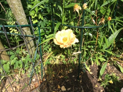 その向かい側のオレンジのバラ。