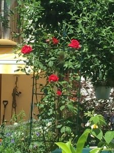 コンポストのそばの蔓バラを庭の外から見たところ。