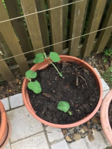 蒔いてみた枝豆。 本当に実がなるかな？