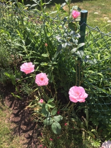 暑いので開きすぎの庭のバラ。