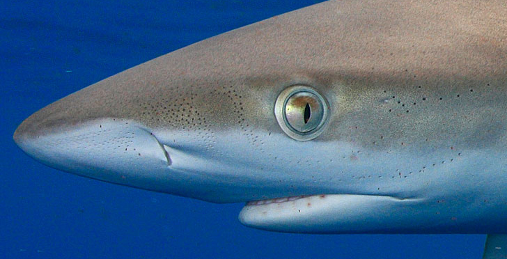 鮫の頭部にある電流を感知する器官の正式名称は 動物 植物
