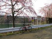 城山湖 桜 ロードバイク