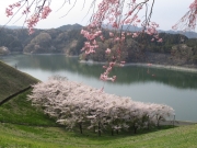 城山湖 桜 ロードバイク
