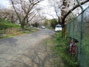 本沢梅園 桜 ロードバイク