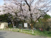 本沢梅園 桜 ロードバイク